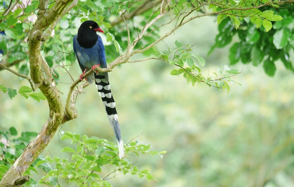 птица на дереве
